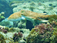 parrachos de rio do fogo