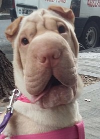 Shar Pei