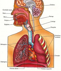 Sistema respiratÃ³rio