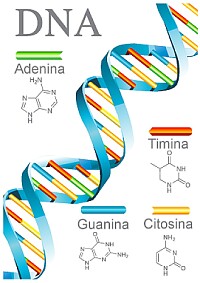 DNA