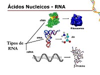 Tipos de RNA