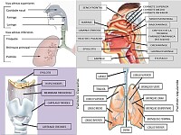 SISTEMA RESPIRATORIO