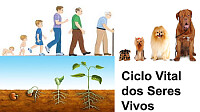 Ciclo Vital