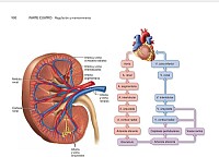 Circulación Renal