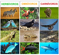 animales herbivoros carnivoros omnivoror