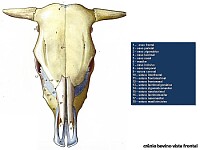 anatomia