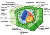 célula animal y vegetal