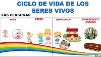 Ciclo vital