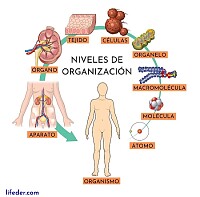 Nivel de organización