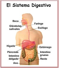 digestivo