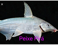 Peixes