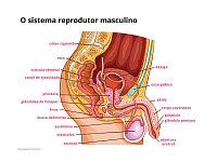 sistema reprodutor masculino